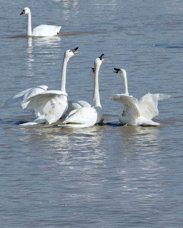 Unusually Low Swan Statistics This Year